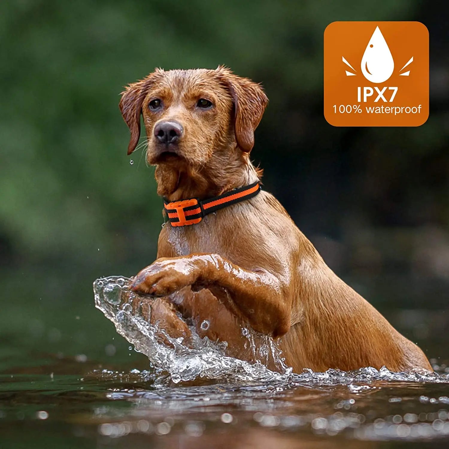 Best Dog E Collar Perfect Training Companion Best Dog E Collar Perfect Training Companion