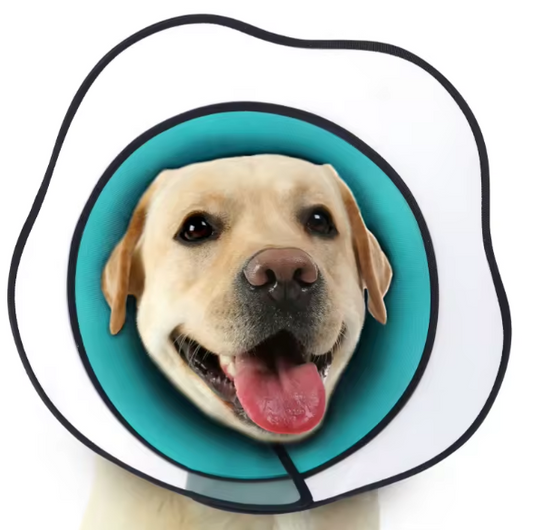 Large dog cone collar