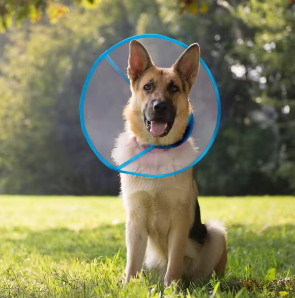 Anti scratch lick bite dog collar