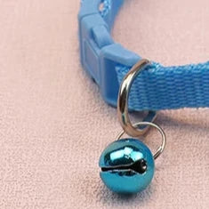 Girl dog wedding collar