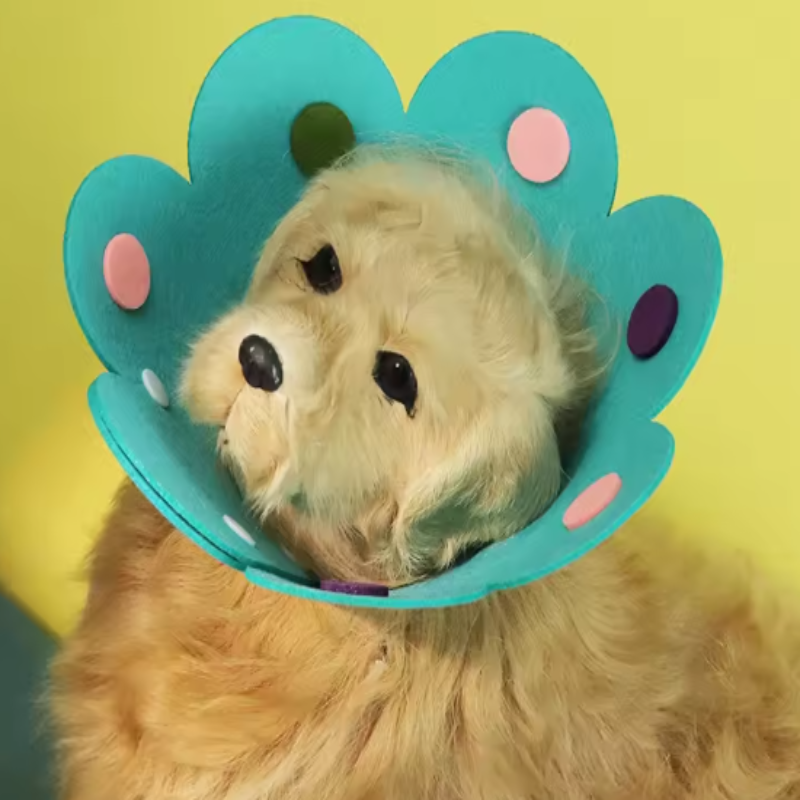 Small dog recovery collar