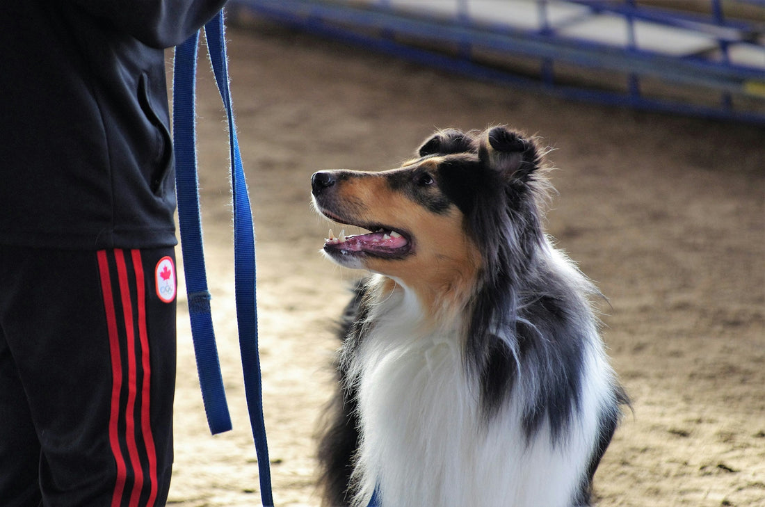 How to Find the Best Dog Trainer Near You