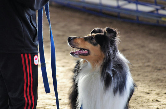 How to Find the Best Dog Trainer Near You