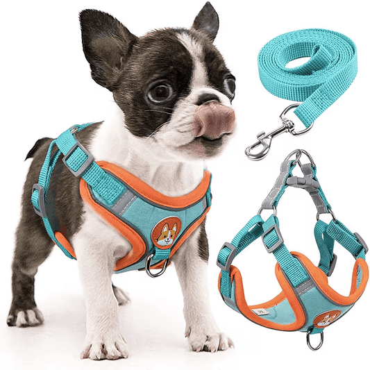 What is better for a puppy a harness or collar?