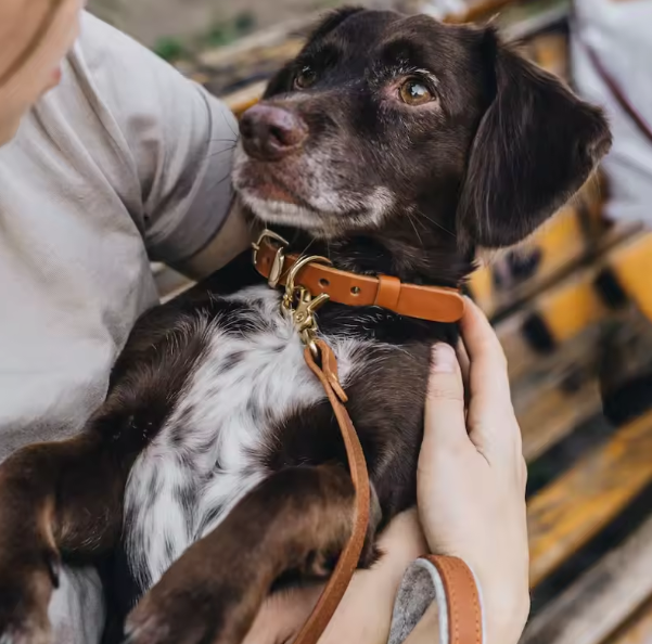 When to Start Dog Training: A Comprehensive Guide – Lovedogcollar