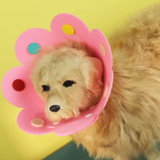 Dog funny collar